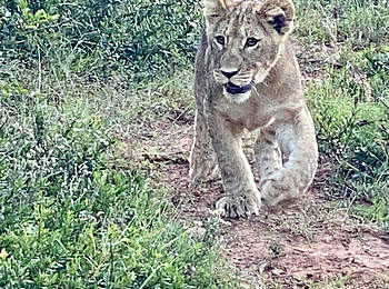 Motorradreise_Suedafrika-Miniloewe