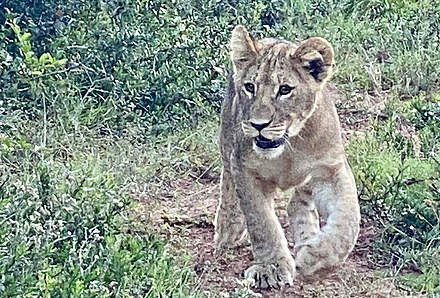 Malelane - Krüger Nationalpark