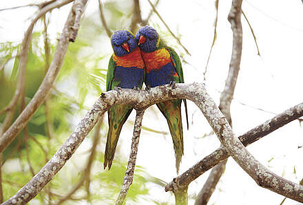 Darwin - Kakadu NP (IT)