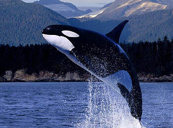 Kanada-Motorradreise-VancouverIsland-Wal