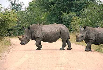 Rhinos haben Vorfahrt