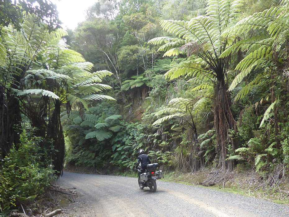 Neuseeland-Motorradfahren-Schotter-Kauriwald