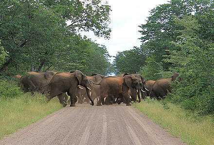 Safari im Addo Nationalpark
