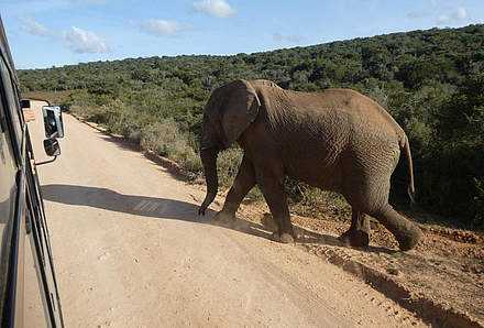 Freier Tag in einem Private Game Reserve